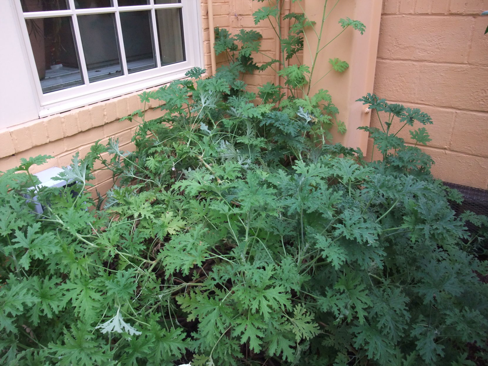 Plant - Citronella